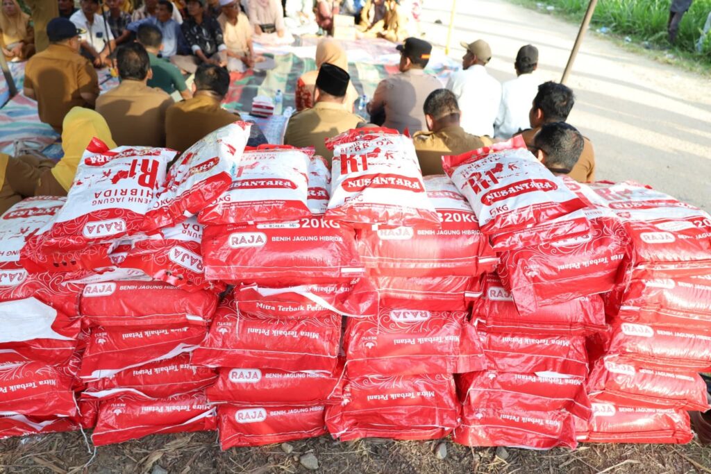 Pemkab Madina Salurkan Bantuan Bibit Jagung Dari Kementan