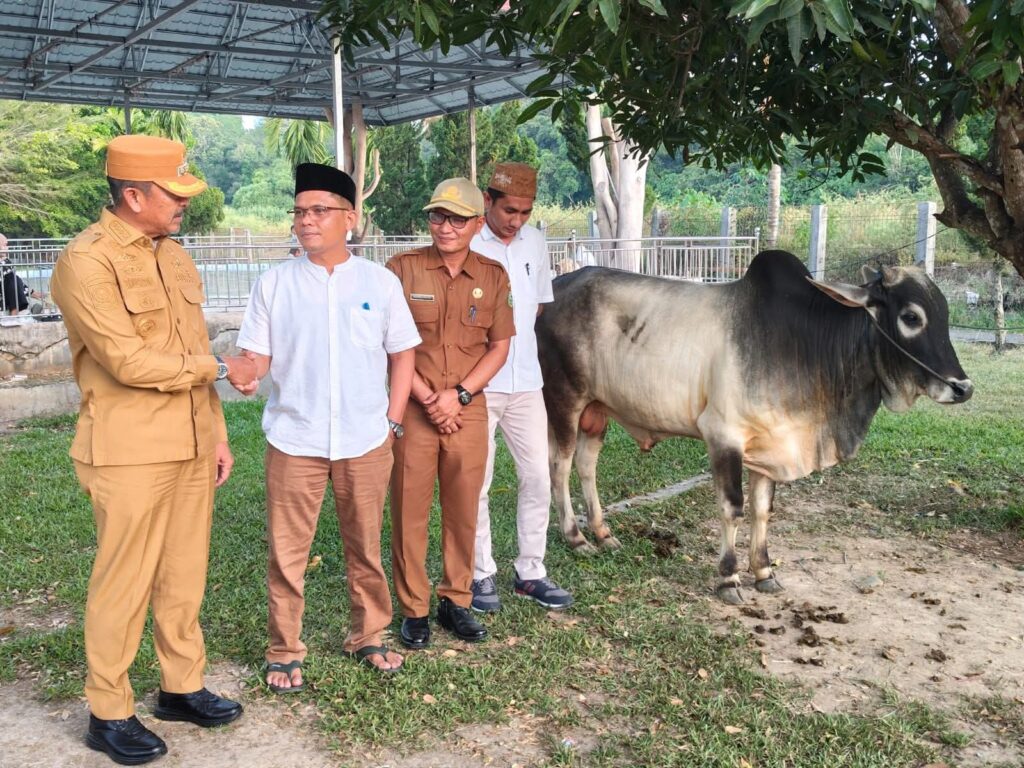 Pemkab Madina Salurkan 18 Hewan Kurban Jelang Idul Adha 1447 Hijriah
