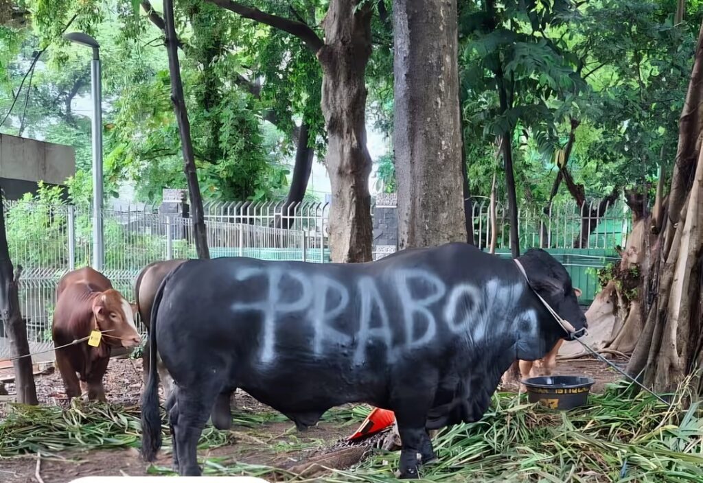 MUI Buka Suara, Prabowo Beli Ribuan Sapi Kurban Pakai Dana APBN