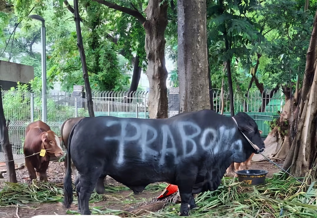 MUI Buka Suara, Prabowo Beli Ribuan Sapi Kurban Pakai Dana APBN