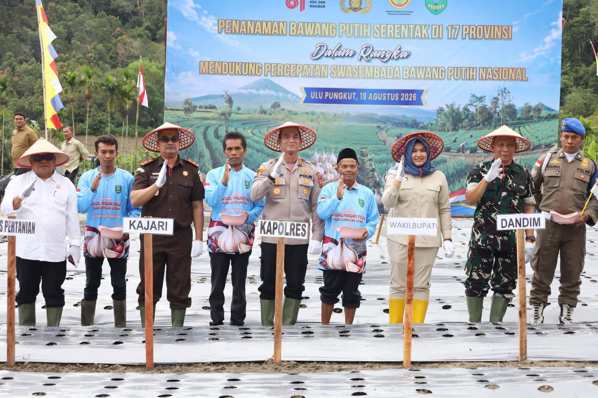 Target Swasembada Bawang Putih, Wakil Bupati Madina Turun Keladang Dan Ikut Menanam Bibit